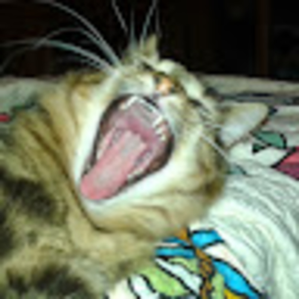 Meet your Posher, Steve